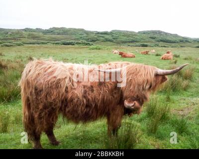 Eine Hochlandkuh, die friedlich in ihrem natürlichen Lebensraum weidet, die grüne Landschaft der Schottichinseln während eines nebligen Sommertags voller Feuchtigkeit Stockfoto