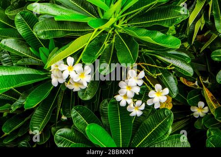 Weiße Blume mit den grünen Blättern Stockfoto