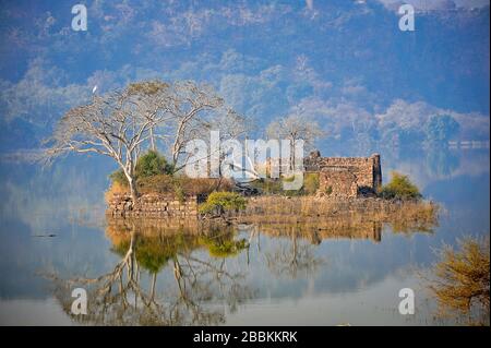 Am frühen Morgen Sonne haze leuchtet auf malerische Insel mit Ruinen. Padam See Ranthambore Nationalpark, Rajasthan, Indien. Stockfoto