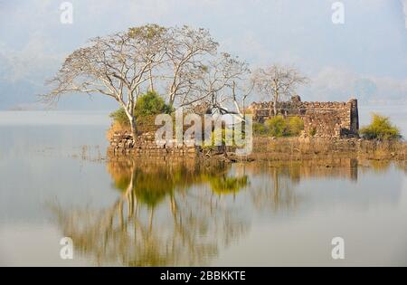 Am frühen Morgen Sonne haze leuchtet auf malerische Insel mit Ruinen. Padam See Ranthambore Nationalpark, Rajasthan, Indien. Stockfoto