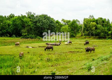Gruppe von Büffeln im grünen Feld Stockfoto