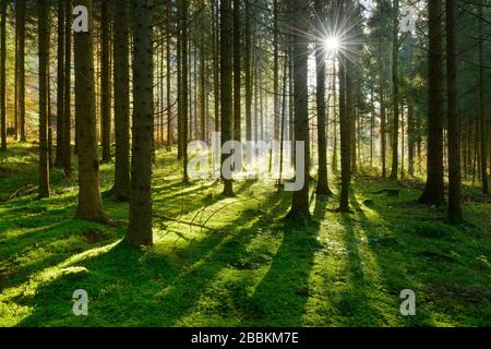 Lichtdurchfluteter Fichtenwald, Sonne scheint durch Morgennebel, Waldboden, Schwäbische Alb, Baden-Württemberg, Deutschland Stockfoto