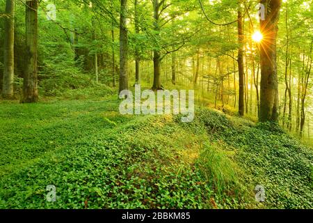 Lichtdurchfluteter Laubwald im warmen Licht der Morgensonne, Sonnenschein, buchen und Ahorn, Thüringer Schiefergebirge, bei Bad Lobenstein Stockfoto