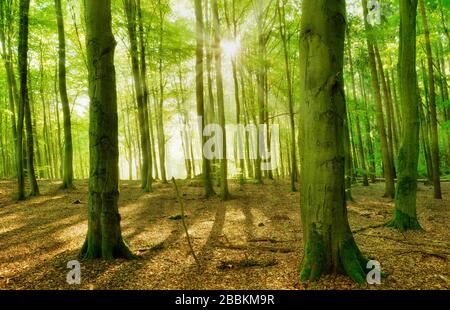 Unberührter, lichtdurchfluteter Buchenwald, Sonne scheint durch Wald, UNESCO-Weltkulturerbe alte Beechwälder, Serrahn Abschnitt des Mueritz National Stockfoto