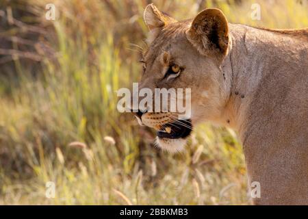 Löwin (Panthera leo), Portrait, Madikwe Game Reserve, Südafrika Stockfoto