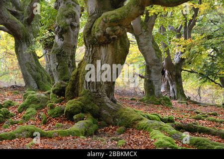 Alte Hute-buchen im Herbst, Kellerwald, Hute-Wald Halloh bei Albertshausen, Bayern, Deutschland Stockfoto