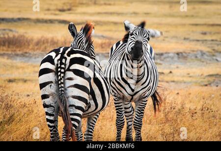 Ebenen Zebras in einem goldenen Sonnenuntergang der Savanne - Ngorongoro National Park, Afrika. Stockfoto