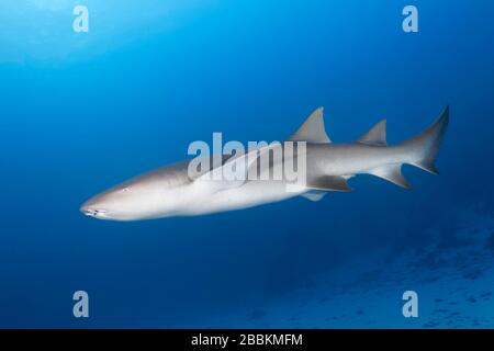 Tawniger Schwesternhai (Nebrius ferrugineus), männlich, schwimmend über Sandboden, Indischer Ozean, Malediven Stockfoto