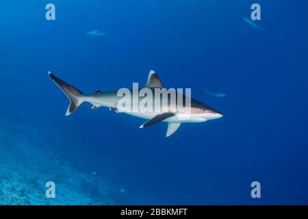 Silvertip Hai (Carcharhinus albimarginatus), im offenen Meer, im Indischen Ozean, auf den Malediven Stockfoto