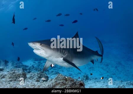 Tiger Shark (Galeocerdo cuvier), Indischer Ozean, Fuvahmulah, Malediven Stockfoto