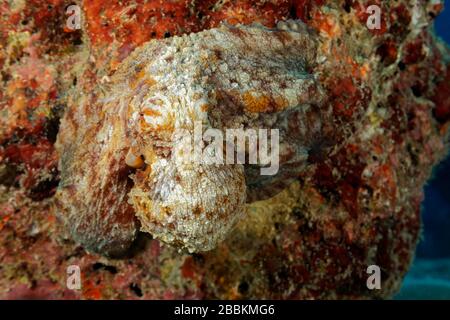 Gewöhnlicher Octopus (Octopus vulgaris) sitzt perfekt getarnt auf Korallenblock, Indischer Ozean, Malediven Stockfoto