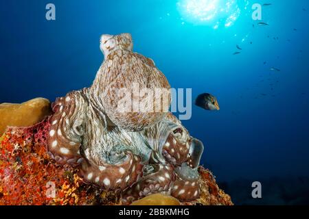 Gewöhnlicher Oktopus (Octopus vulgaris), auf harter Koralle sitzend, Rücklicht, Sonne, Indischer Ozean, Malediven Stockfoto