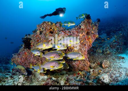 Diver beobachtet Schwarm Orientalische Süßlippen (Plectorhinchus vittatus), schwimmt von Korallenblock, Indischer Ozean, Malediven Stockfoto