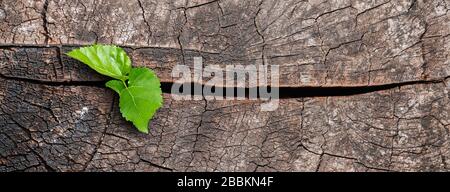 Ein neues Leben beginnt mit dem Spross grüner Blätter auf einem abgestorbenen Baumstumpf. Erholung der Natur Stockfoto