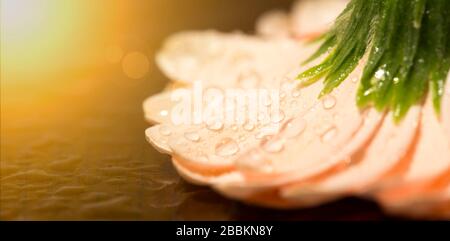 Webbanner aus pinkfarbenen Gänseblümchen mit Wassertropfen auf goldenem Hintergrund, Sommerkonzept Stockfoto