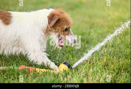 Fröhlicher nasser Hund, der mit Wasser spielt und im Sommer aus dem Sprinkler trinkt Stockfoto