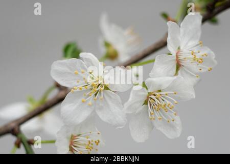 Kirschblüte - blühender Obstbaum Stockfoto
