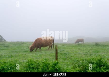 Eine Hochlandkuh, die friedlich in ihrem natürlichen Lebensraum weidet, die grüne Landschaft der Schottichinseln während eines nebligen Sommertags voller Feuchtigkeit Stockfoto