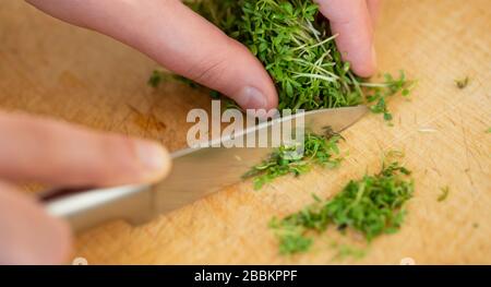 Frau schneide frische Wasserkresse auf dem Holztisch, Kraut, Lebensmittelkonzept Stockfoto