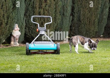 Lawnmover Handgerät und französischer Bulldog. Rasenmäher. Rasenmäher auf einer grünen Wiese. Stockfoto