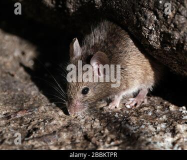 Hausmaus füttert im städtischen Hausgarten. Stockfoto