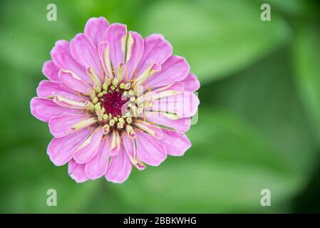 Englischer Landgarten, Pink Zinnia auf grünem Hintergrund. Norfolk, Großbritannien Stockfoto