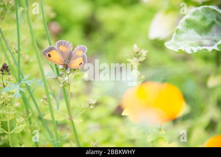 Englischer Landgarten, Gatekeeper Schmetterling auf einer Wiese. Norfolk, Großbritannien Stockfoto