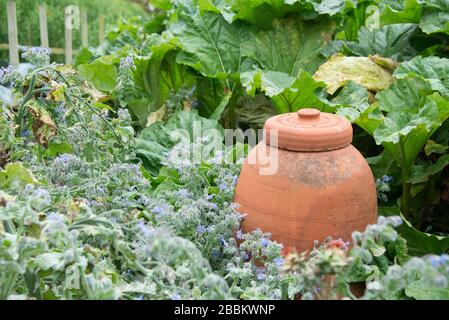 Englischer Landgarten, Terrakotta-Zwangjar in einem Gemüsegarten. Norfolk UK Stockfoto