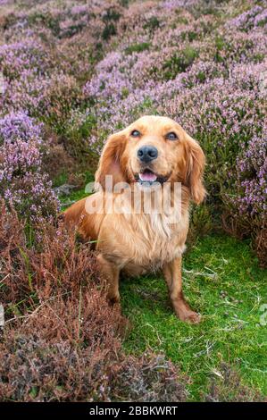 North Yorkshire, England, Großbritannien. Cocker Spaniel sitzt auf Moorboden, in Heidekraut (Calluna vulgaris) in Blüte Stockfoto