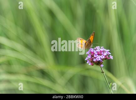 Englischer Landgarten, Pförtner Schmetterling auf violettem Verbena. Norfolk UK Stockfoto