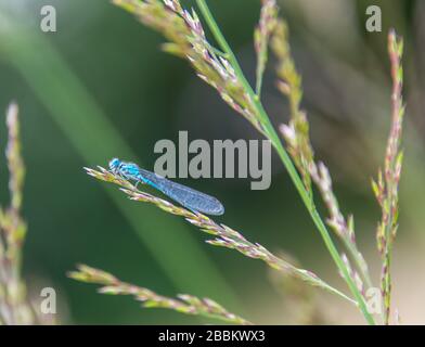 Englischer Landgarten, Blaue Libelle auf Gras. Norfolk UK Stockfoto