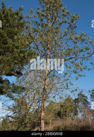 Winterliches Laub eines immergrünen Nadelwald-Gelb-Kieferbaums (Pinus ponderosa) in einem Park im ländlichen Devon, England, Großbritannien Stockfoto