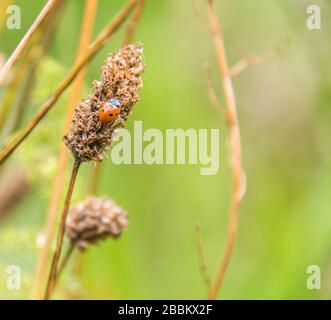 Englischer Landgarten, rot 5 gefleckte Marienkäfer auf trockenem Gras. England, Großbritannien Stockfoto