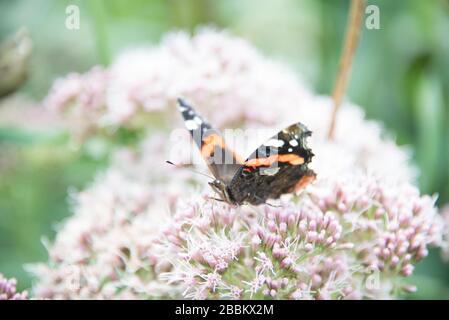 Englischer Landgarten, roter Admiral-Schmetterling auf einem Allium. England, Großbritannien Stockfoto