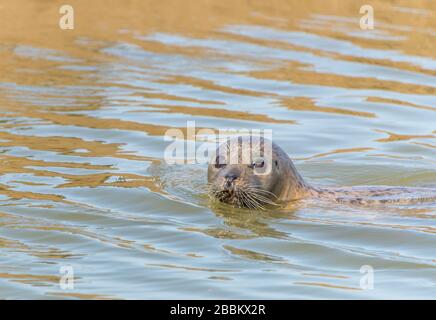 Wildlife UK. Graue Robbenkolonie und Robbenpup. Norfolk, England Stockfoto