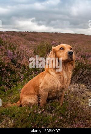 North Yorkshire, England, Großbritannien. Cocker Spaniel sitzt auf Moorboden, in Heidekraut (Calluna vulgaris) in Blüte Stockfoto