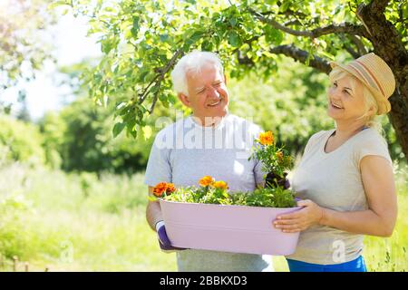 Lächelnd fröhliche Senioren Paar Gartenarbeit Stockfoto