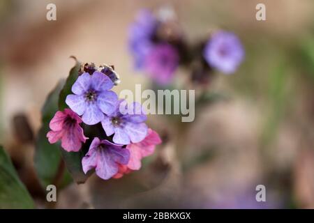 Lungwort blüht im Quellwald. Heilpflanze Pulmonaria officinalis, Phytotherapie, lebendige Farben der Natur Stockfoto