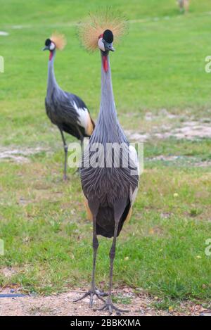 Gekrönte Kranichvögel mit blauem Auge und roter Wessel im Park. Stockfoto