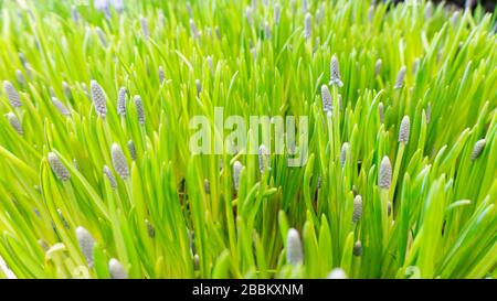 Heller osterhintergrund mit der Struktur eines grasigen Rasens aus Muscari Go Traubenhyazinthe. Nahaufnahme von Gras. Stockfoto