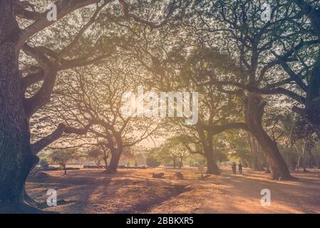 Wald Big Tree mit Sonnenschein im öffentlichen Park. Stockfoto