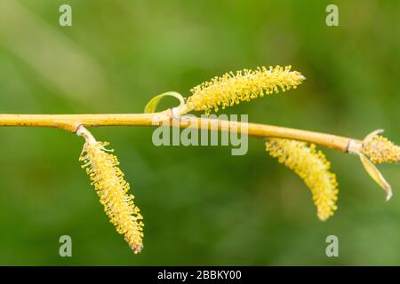 Nahaufnahme von weinenden Weidenröschen (Salix babylonica) in Großbritannien Stockfoto