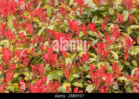 Photinia x fraseri 'Red Robin' Strauch mit roten Blättern, März, Großbritannien Stockfoto