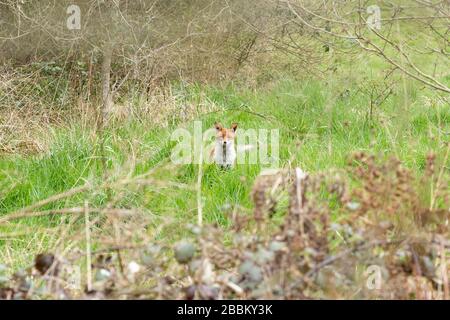 Fuchs sitzt im Grasland (Vulpes Vulpes), Großbritannien. Während der Sperrung des Coronavirus Covid-19 Pandemie sehen Sie mehr Wildtiere im lokalen Grünraum. Stockfoto