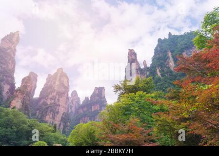 Herbstbaum und Laub in den Bergen im Zhangjiajie National Forest Park, Hunan, China. Stockfoto