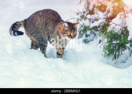 Katze im Winter draußen. Graue Katze, die im Schnee spaziert Stockfoto