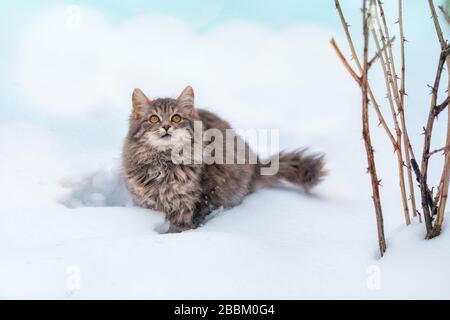 Katze im Winter draußen. Sibirische graue Katze, die im Winter im Schnee spaziert Stockfoto