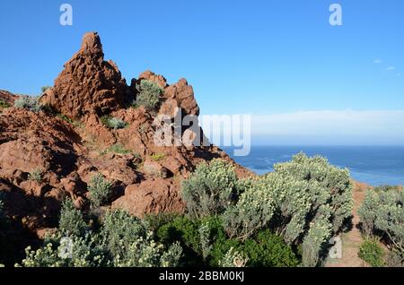 Red Porphyry Rock Outcrops & Anthylis Barba-Jovis, Jupiter's Beard, am Cap Dramont Teil des Massif de l'Esterel Saint Raphael Côte d'Azur France Stockfoto