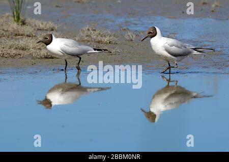 Paar Erwachsene Schwarzköpfige Gullis, Chroicocephalus ridibundus, im Sommergefieders, die sich im Vaccarès Lake Camargue Wetlands Provence France widerspiegeln Stockfoto