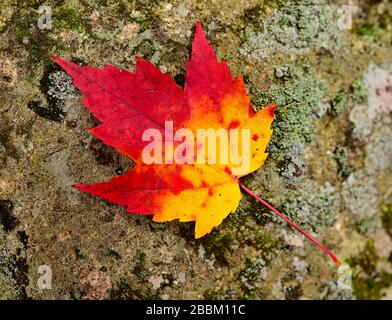 Herbstlich rot-goldenes Ahornblatt auf einen Stein gelegt Mit Flechten bedeckt Stockfoto